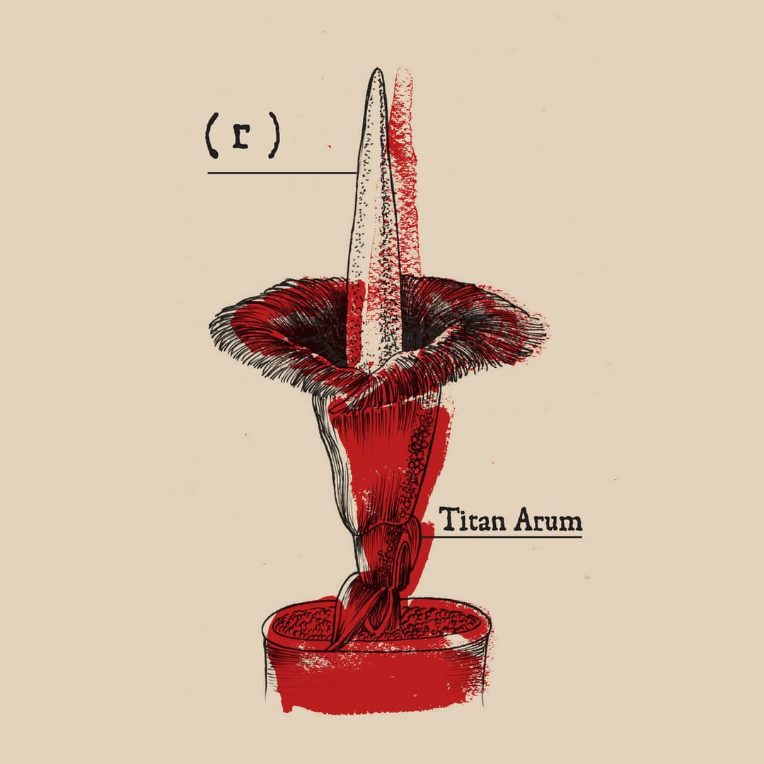 (r) - Titan Arum